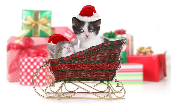 Kittens in a Christmas Santa Sleigh With Gifts