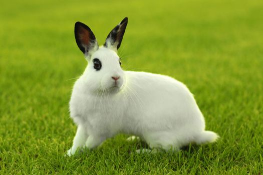 Adorable White Bunny Rabbit Outdoors in Grass