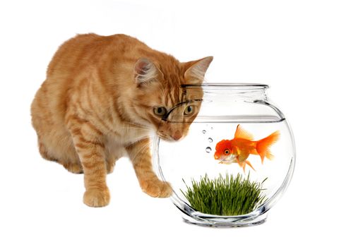 Orange Calico Cat Stalking a Goldfish in a Bowl