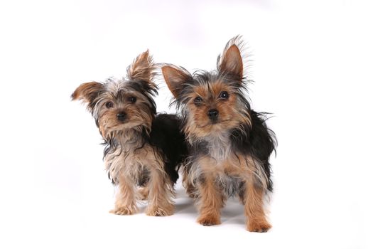 Tiny Yorkshire Terrier Puppies Sitting on White Background  