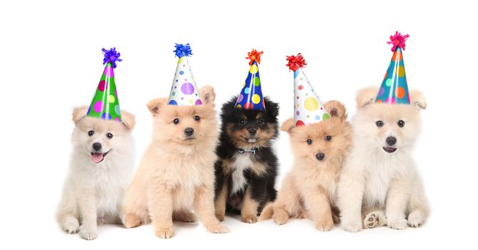 Group of Pomeranian Puppies Celebrating a Birthday on White Background