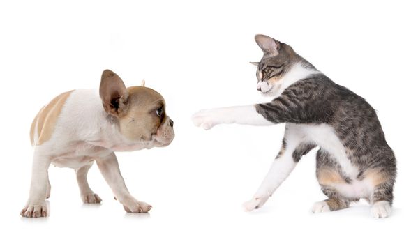 Playful Puppy Dog and Kitten on White Background 