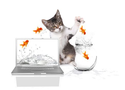 Playful Kitten Pawing at Gold Fish Jumping out of Water