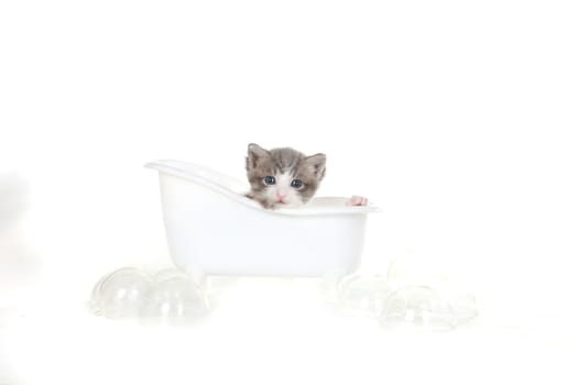 Cute Little Kitten Portrait in Studio on White Background