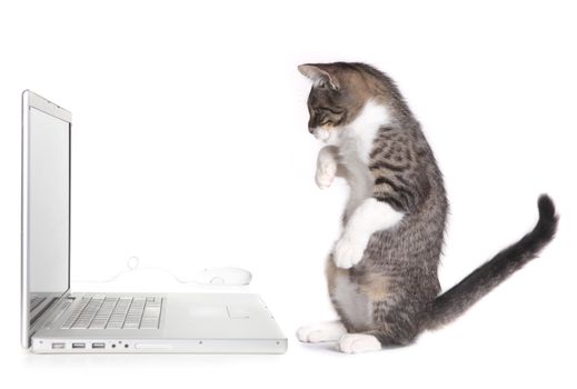 Kitten Sitting up Looking at Laptop Computer Screen