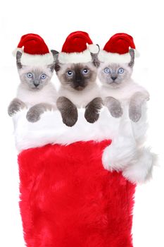 Siamese Kittens in a Stocking Wearing Santa Hats