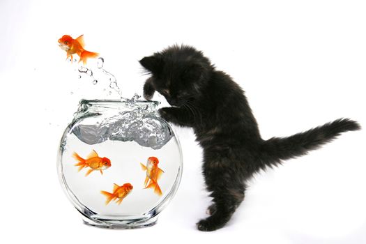 Kitten Catching Goldfish Jumping Out of a Fish Bowl