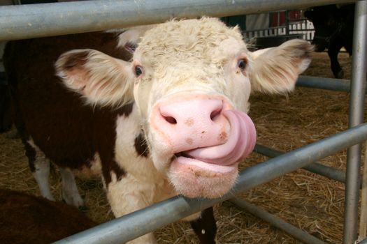 Humorous Cow Licking His Nose