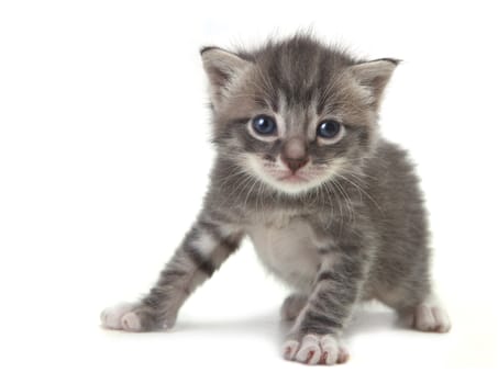 Adorable Cute Kitten on a White Background