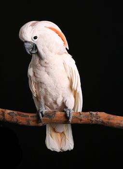 Male Moluccan Cockatoo on Perch Black Background
