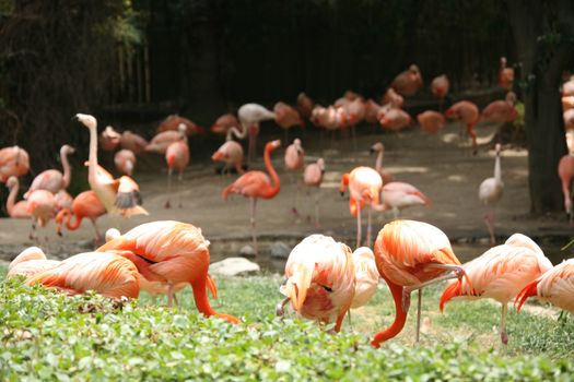 Wild Orange Flamingos WIth High Depth of FIeld