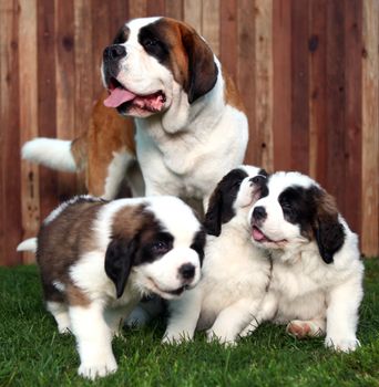 Cute and Adorable Saint Bernard Pups 