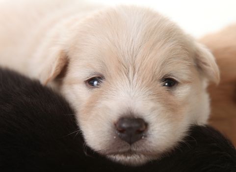Closeup of Newborn Pomeranian White Puppy