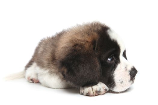 Adorable Saint Bernard Puppy Sheepishly Looking Sideways