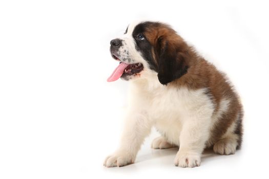Panting Saint Bernard Puppy Looking up and Sideways on White Background