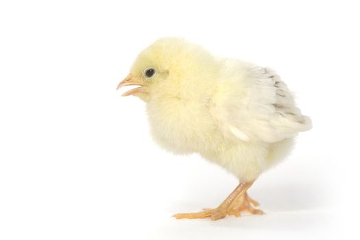 Cute Baby Chick Chicken on White Background