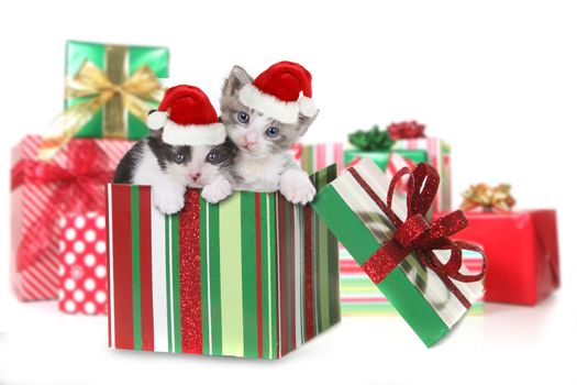Adorable Box of Kittens as a Christmas Gift