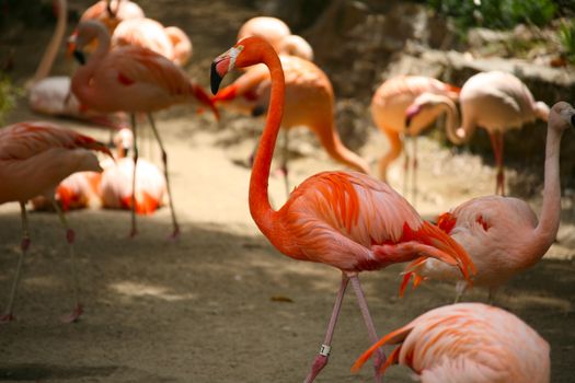 Orange Flamingos With High Depth of Field