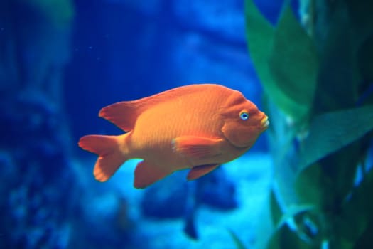 Underwater Image of Orange Fish in Blue Waters