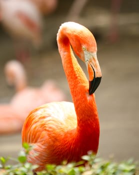 Flamingo Bird With High Depth of Field