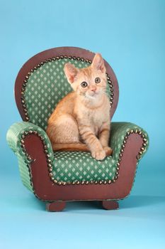 Adorable Little Baby Orange Tabby Kitten in Studio