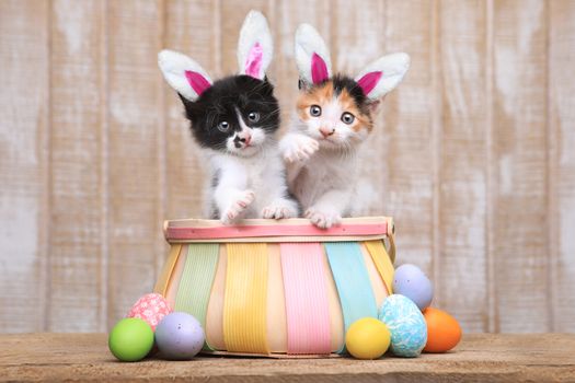 Adorable Pair of Kittens Inside an Easter Basket