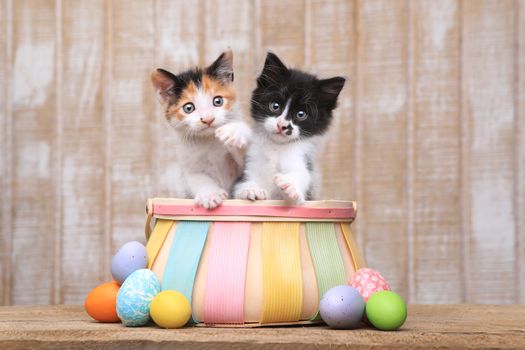 Adorable Pair of Kittens Inside an Easter Basket