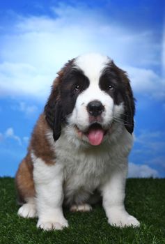 Cute and Adorable Saint Bernard Pups 