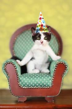 Black and White Kitten Sitting on a Chair Wearing a Birthday Party Hat
