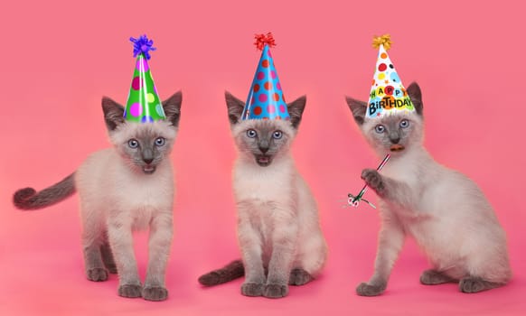 Siamese Kittens Having a Pink Birthday Celebration