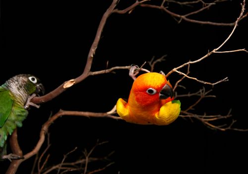 Two Conures Being Playful on a Branch