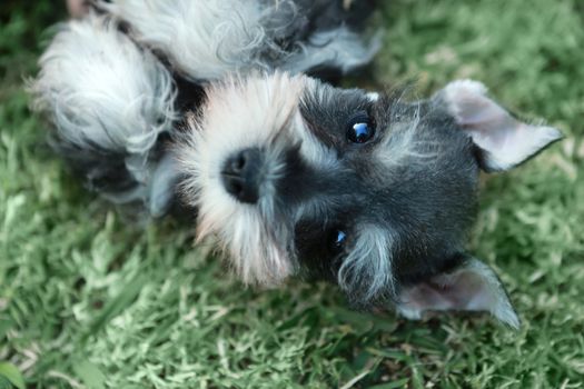 Adorable Miniature Schnauzer Puppy Outdoors