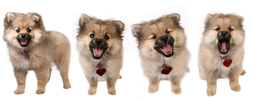  High Resolution Image With 4 Poses of a Pomeranian Puppy Isolated on White Background