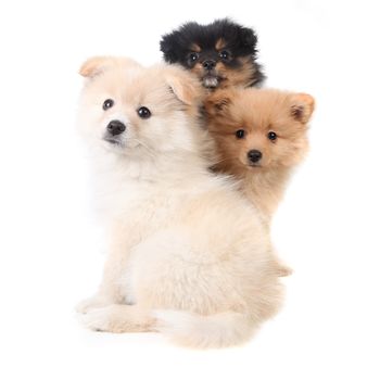 Three Pomeranian Puppies Sitting Together on White Background