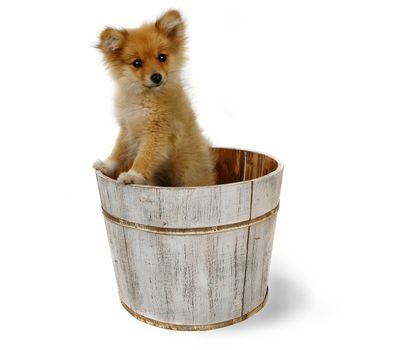 Adorable Posed Pomeranian Puppy in a Washbucket