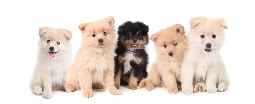 Adorable Pomeranian Puppies LIned up on White Background