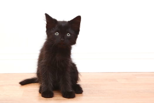 Black Baby Kitten on White Background Looking at Camera