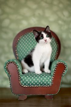 Cute Kitten in a Chair With Extreme Depth of Field
