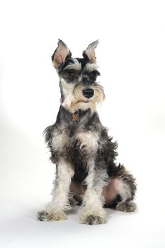 Miniature Schnauzer Puppy Dog on White Background