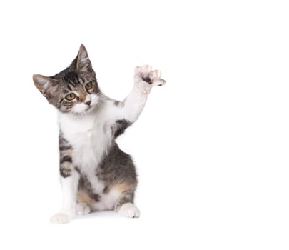 Pretty Kitten Pawing at Something on White Background
