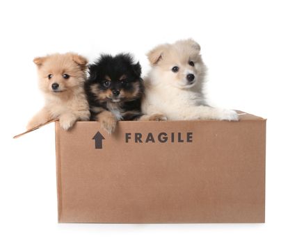 Three Adorable Puppies in a Cardboard Box Marked as Fragile