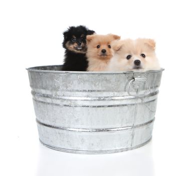 Three Pomeranian Puppies in an Old Washtub Isolated on White Background
