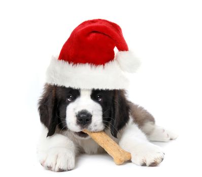 Christmas Santa Clause Saint Bernard Puppy