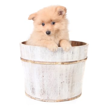 Innocent  Puppy in a Barrel Looking Curiously at the Viewer