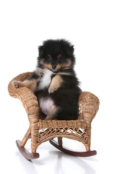 Adorable Puppy Sitting in a Miniature Wicker Chair Posing Upright