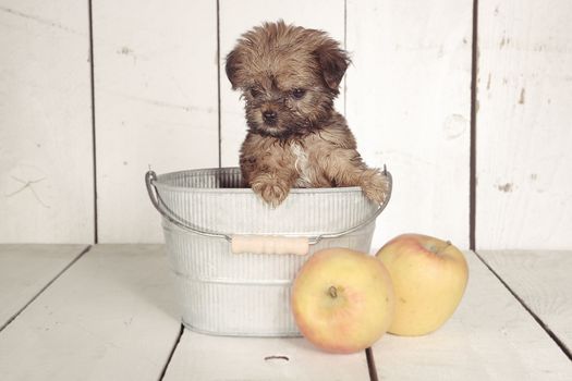 Adorable Teacup Yorkshire Terrier Puppy in Calendar Setting