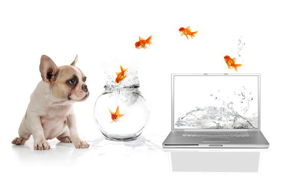 Adorable Puppy Watching Goldfish Escaping the Virtual World