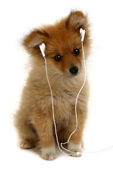 Adorable Puppy Listening to MP3 Music Player Headphones