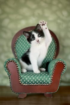 Cute Kitten in a Chair With Extreme Depth of Field