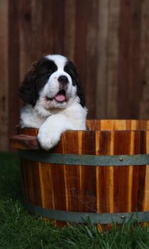 Cute and Adorable Saint Bernard Pups 